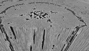 Pinus pinaster microCT scan