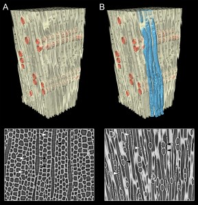 Sequoia sempervirens xylem