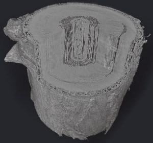 Sequoia sempervirens stem