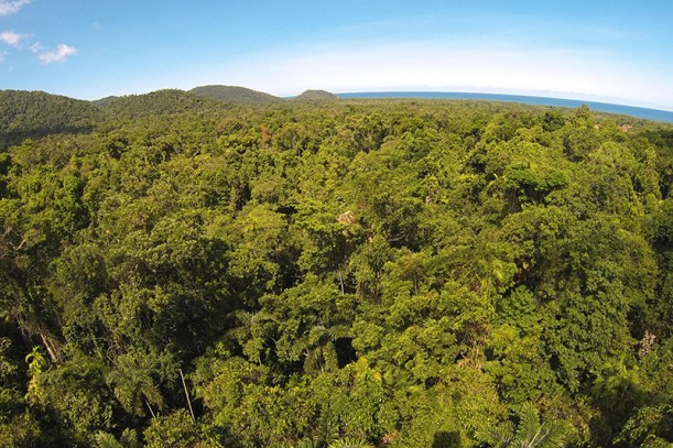 View across the daintree rainforest (photo: MN)
