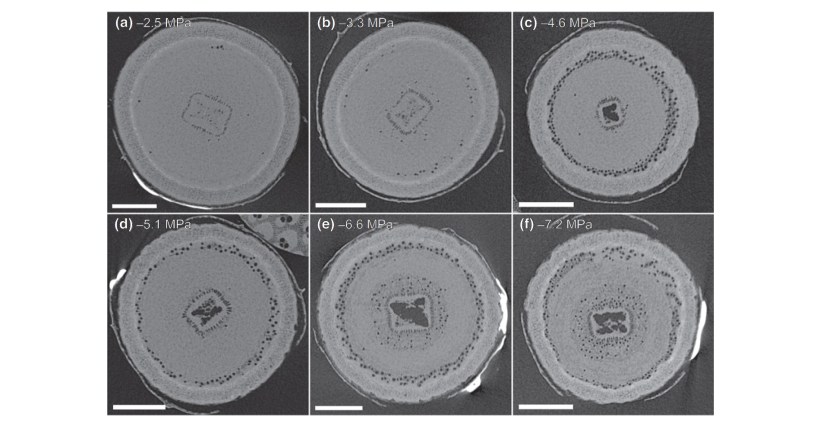 X-ray microtomography (microCT) cross sections (initial scan) of Eucalyptus camaldulensis stems at increasingly negative water potentials illustrate the spread of embolism (air-filled vessels, dark circles) under drought stress.