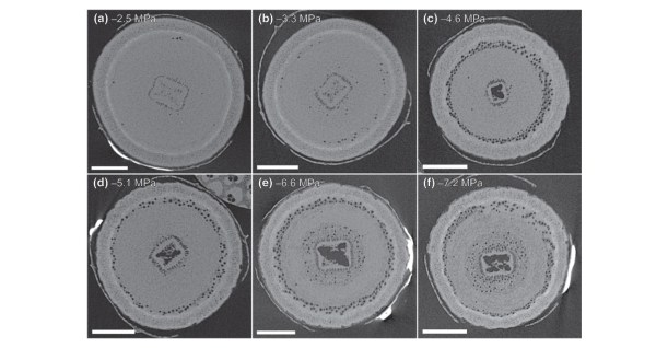 X-ray microtomography (microCT) cross sections (initial scan) of Eucalyptus camaldulensis stems at increasingly negative water potentials illustrate the spread of embolism (air-filled vessels, dark circles) under drought stress.
