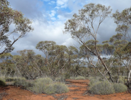 Screen Shot 2021-04-21 at 11.13.11 am